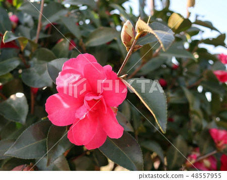 Flowers of Satake flowers Flowers of Satake flowers 48557955