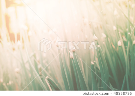 Group green spring bulbs of onions on bed nature 48558756