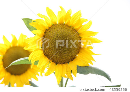 sunflower sunflower 48559266