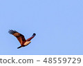 Brahminy Kite 48559729
