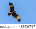 Brahminy Kite 48559737