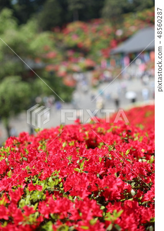 杜鵑花節 48560287