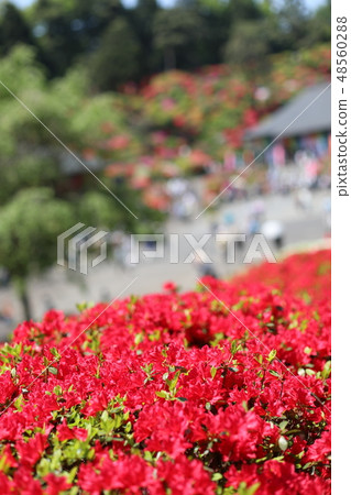 杜鵑花節 48560288