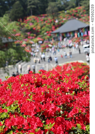 杜鵑花節 48560289
