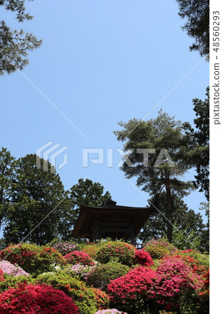 杜鵑花節 48560293