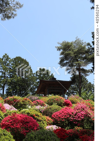 杜鵑花節 48560294