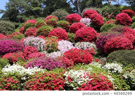 杜鵑花節 48560299