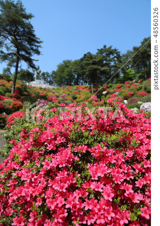 Azalea Festival 48560326