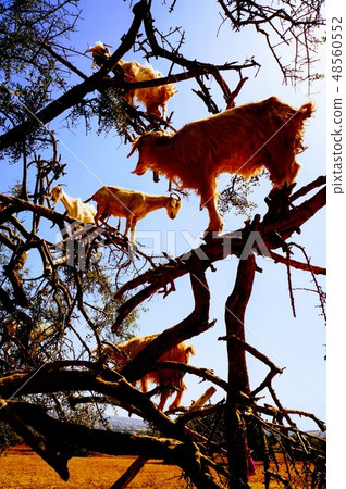 Tree climbing goat 48560552