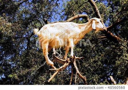 爬樹的山羊 48560560