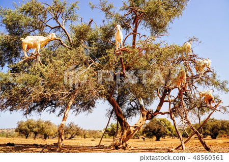 爬樹的山羊 48560561