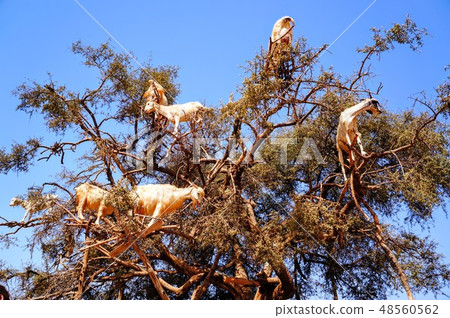 Tree climbing goat 48560562