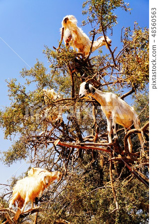 Tree climbing goat 48560563