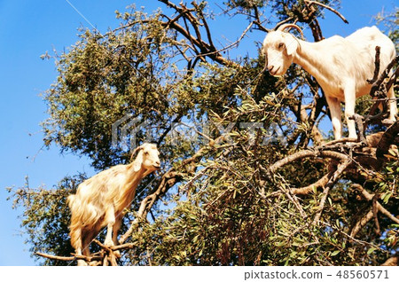 Tree climbing goat 48560571