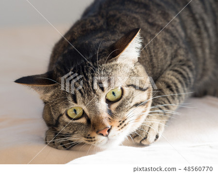 cat cat 48560770