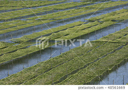 Ise Shima  - 海藻粗麵包 -  Gosho Bay  -  Aoyagari  - 水產養殖 48561669