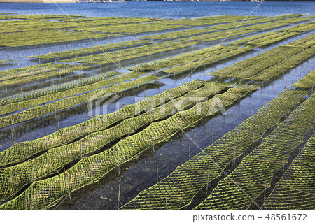 Ise Shima  - 海藻粗麵包 -  Gosho Bay  -  Aoyagari  - 水產養殖 48561672