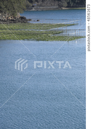 Ise Shima - seaweed rough loaves - Ago Bay - Aoyagari - aquaculture Ise Shima - seaweed rough loaves - Ago Bay - Aoyagari - aquaculture 48561673