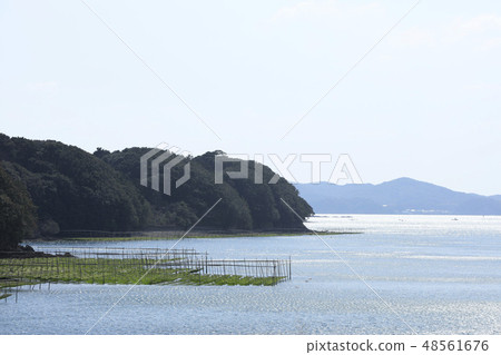 Ise Shima - seaweed rough loaves - Ago Bay - Aoyagari - aquaculture 48561676