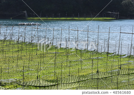 Ise Shima - seaweed rough loaves - Ago Bay - Aoyagari - aquaculture 48561680