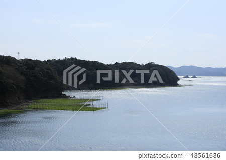 Ise Shima - seaweed rough loaves - Ago Bay - Aoyagari - aquaculture 48561686