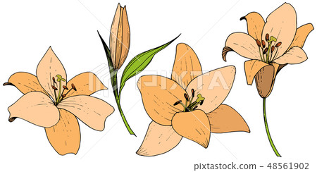 Vector Orange Lily floral botanical flower. Engraved ink art. Isolated lilies illustration element Vector Orange Lily floral botanical flower. Engraved ink art. Isolated lilies illustration element 48561902