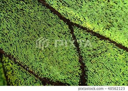 green butterfly wing texture green butterfly wing texture 48562123