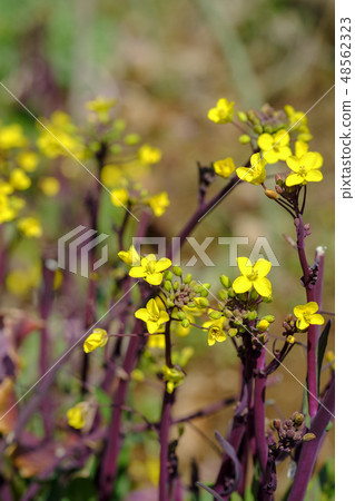 強姦花採摘蔬菜 強姦花採摘蔬菜 48562323
