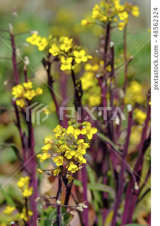 強姦花採摘蔬菜 強姦花採摘蔬菜 48562324