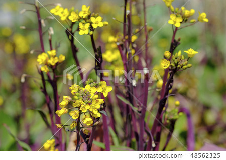 強姦花採摘蔬菜 強姦花採摘蔬菜 48562325
