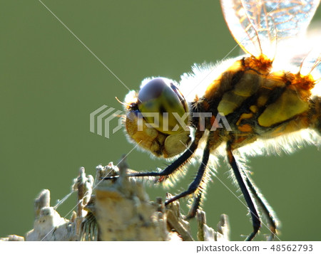 閃耀Akiakane 48562793