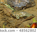 Kabuto shrimp of paddy field 48562802