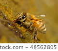 Drinking water bee 48562805