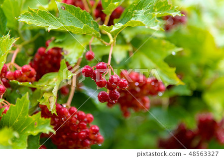 Ripe viburnum berries in a drop of rainwater Ripe viburnum berries in a drop of rainwater 48563327