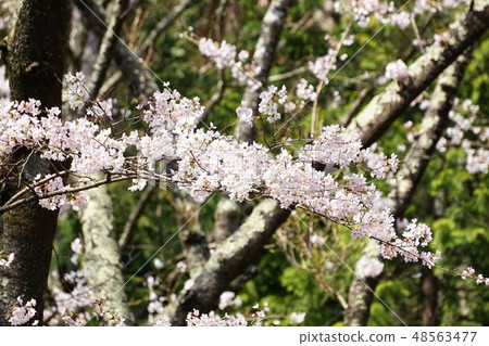 Cherry Blossoms Cherry Blossoms 48563477