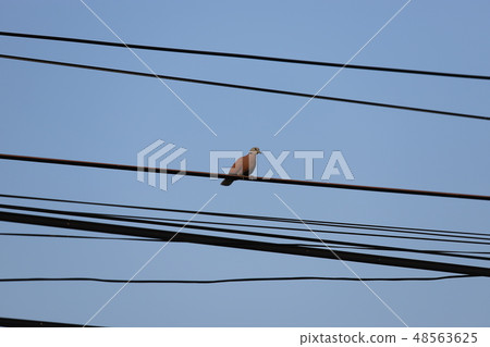 Pigeons bird cable. 48563625