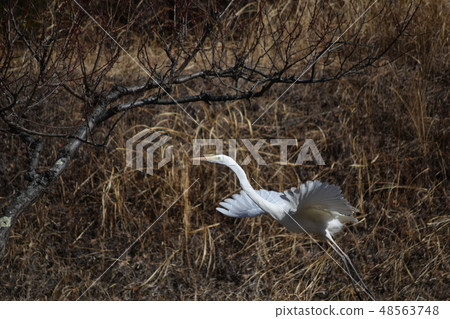 猩紅色的兔子在飛行的那一刻 48563748