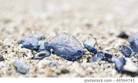 Bonito bonito (Coastal landing) Bonito bonito (Coastal landing) 48564743