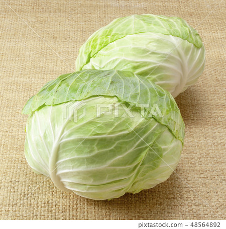 捲心菜 捲心菜 48564892