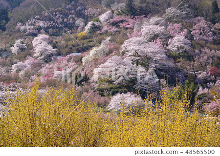 花山山景觀 48565500