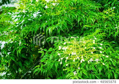 Millingtonia hortensis is a tree white flower 48565878
