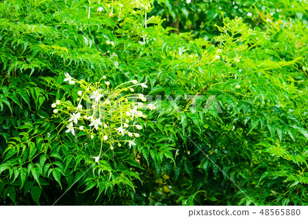 Millingtonia hortensis is a tree white flower Millingtonia hortensis is a tree white flower 48565880