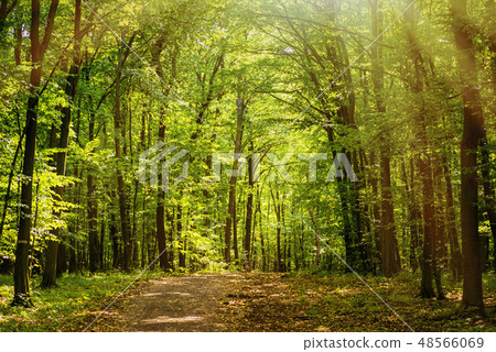 Spring warm day in the forest. Summer warm sunny day in the forest.Bright green forest natural 48566069