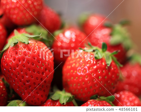 Ichigo圖像 Ichigo圖像 48566101