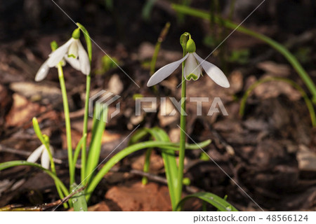 Snowdrop spring flowers.Delicate Snowdrop flower is one of the spring symbols .The first early 48566124