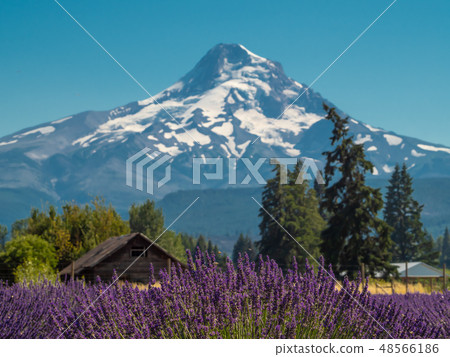 Lavender fields and snow mountains Lavender fields and snow mountains 48566186