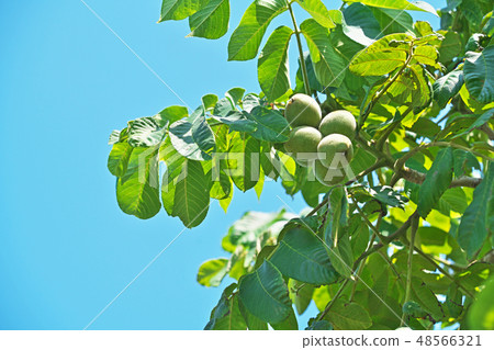 Early summer's still immature walnut fruit Early summer's still immature walnut fruit 48566321