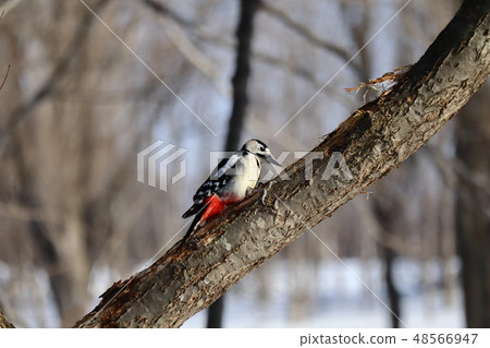 刺痛在樹Akagera的分支 刺痛在樹Akagera的分支 48566947