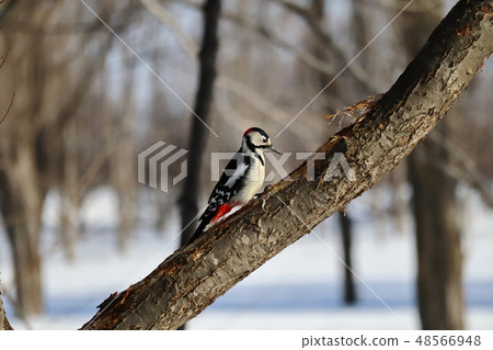 刺痛在樹Akagera的分支 48566948