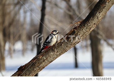 刺痛在樹Akagera的分支 48566949